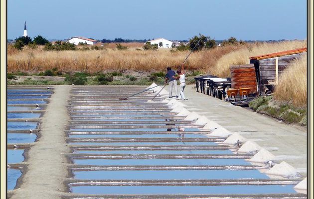 Salines et Paludiers - Ars-en-Ré - Ile de Ré - 17