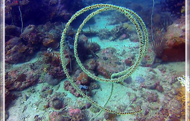Un beau Zébulon : Corail fouet ou fil de fer ou barbelé (Cirrhipathes ?) - Nosy Tsarabanjina - Nosy Mitsio - Madagascar