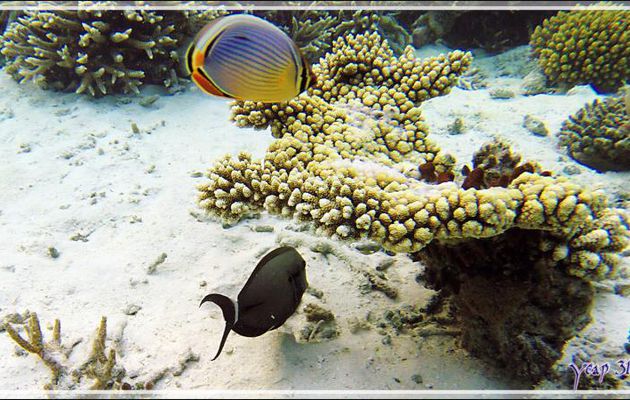 Poisson-papillon à trois bandes, Melon butterflyfish (Chaetodon trifasciatus) et Chirurgien à queue barrée, Ringtail surgeonfish (Acanthurus blochii) - Athuruga - Atoll d'Ari - Maldives