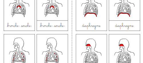 Le système respiratoire : Nomenclatures etcie...
