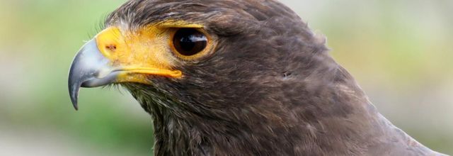 mes rapaces en vol à Blaye