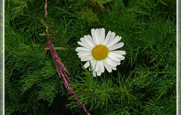 Fleur blanche indéterminée - Peninsula de Magallanes - Patagonie - Argentine