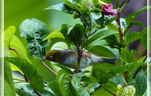 Zostérops à dos gris, Silvereye (Zosterops lateralis) - Huahine - Polynésie française