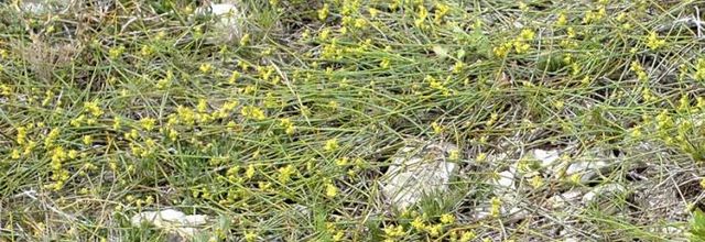 Ephedra distachya  -  Ephédra à chatons opposés  -  raisin de mer