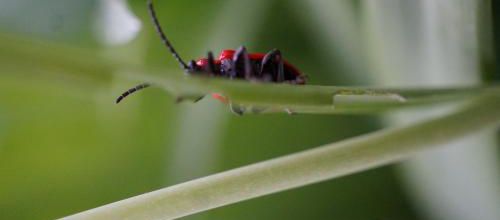 mince du rouge vif dans le jardin
