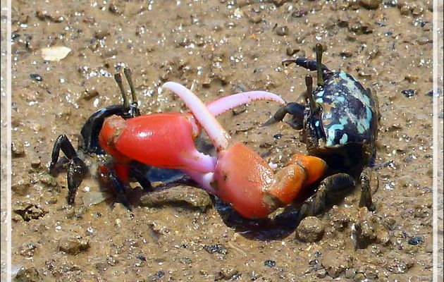 Combat de chefs : lutte dans la boue (mud wrestling) pour les crabes violonistes - Maeva - Huahine - Polynésie française