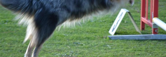  agility (1)
