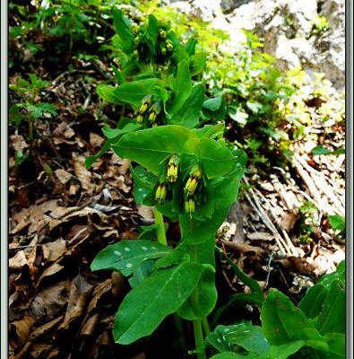 Mélinet à petites fleurs ou Cérinthe glabre (Cerinthe glabra), près de l'entrée de la grotte de Rieussec - Razecueillé - 31