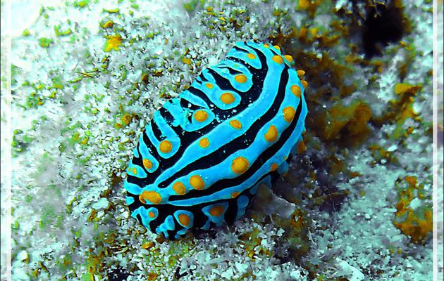 Nudibranche Phyllidie verruqueuse ou tricolore, Three colored phyllidia, Yellow-warted phyllidia (Phyllidia varicosa) - Spot Sugar Man - Tsarabanjina - Mitsio - Madagascar
