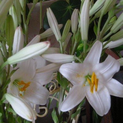 "Mangeurs de fleurs" ...