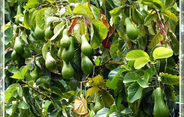 Avocatier - Huahine - Polynésie française