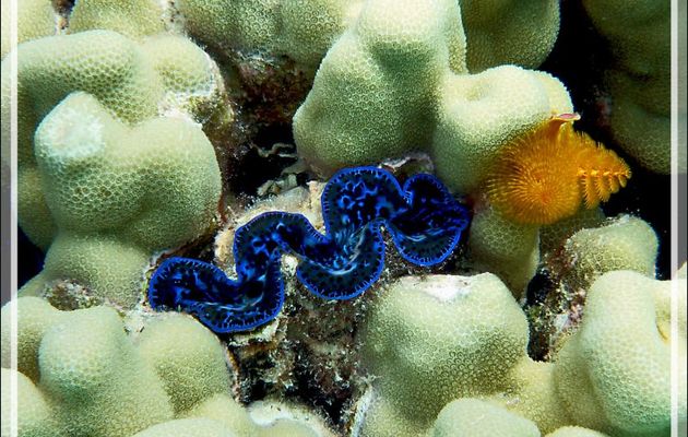 Bénitier bleu et Spirobranche arbre de Noël orange - Atoll de Fakarava - Tuamotu - Polynésie française
