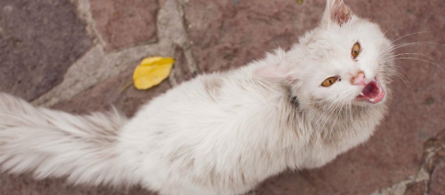 Retrouvailles émouvantes d'un chat perdu en Grèce