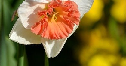 La photo du weekend : Narcisse