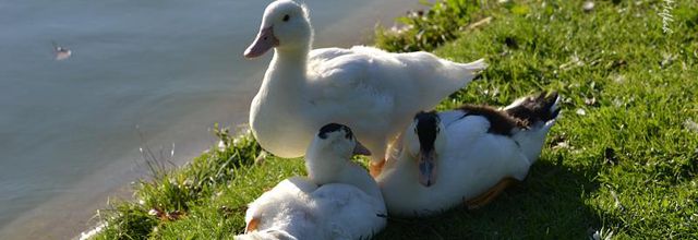 Lac Daumesnil : Trois petits canards