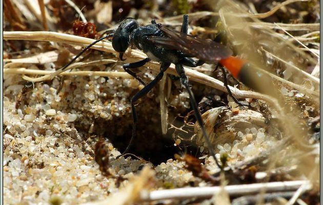 Guêpe des sables (Ammophila sabulosa) - La Couarde-sur-Mer - Île de Ré - 17