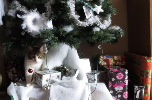 chat dans le sapin