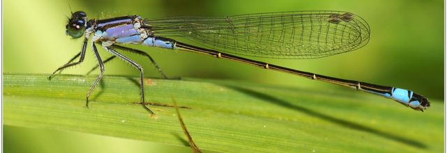 Agrion élégant (5) - Ischnura elegans
