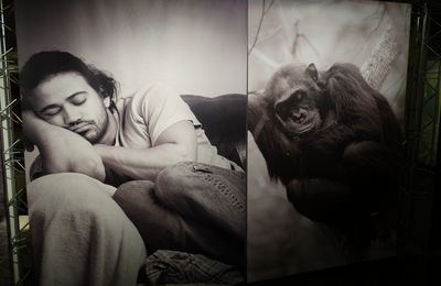 Exposition "Le Singe et l'Homme"...