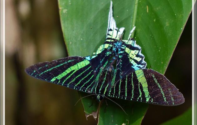 Papillon Urania Swallowtail Moth (Urania fulgens) - Lac Sandoval - Pérou