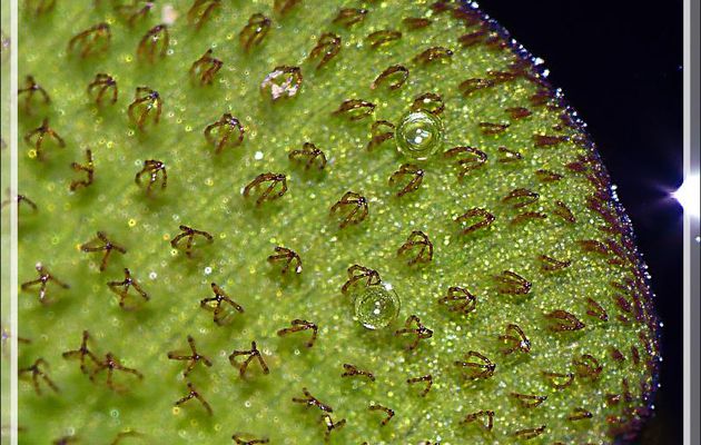 Macros d'une fougère exotique dans mon bassin à poissons : la Salvinie commune (Salvinia natans) - Lartigau - Milhas - 31