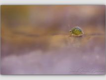 Dans l'univers de la micro-photographie