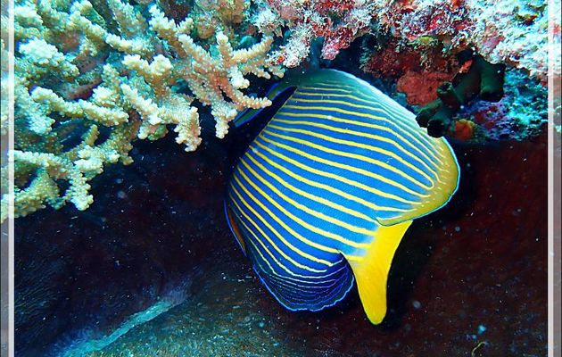 Poisson-ange empereur, Emperor angelfish (Pomacanthus imperator) - Antsoha (Rocher 4ème Frère) - Tsarabanjina - Mitsio - Madagascar