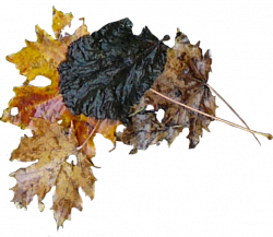 Chroniques des jours d'automne - Chronicle of autumnal days