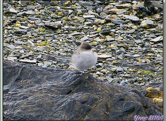 Petit oiseau inconnu - Terre de Feu - Argentine