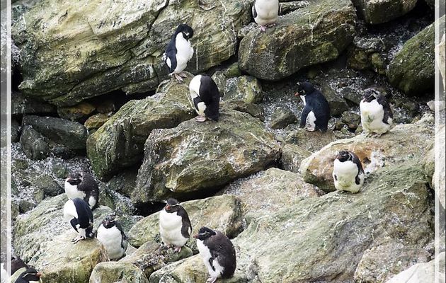 Les Gorfous sauteurs, Southern Rockhopper Penguin (Eudyptes chrysocome) ont leur territoire, mais empiètent aussi sur celui des Albatros - Coffin's Harbour - New Island - Falkland, Grande-Bretagne