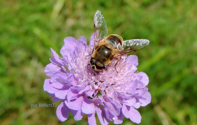 une abeille - mouche sur une fleur : scabieuse