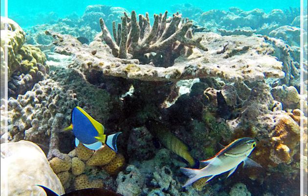 Snorkeling : Happeur à deux lignes, Brème de mer à écharpe, Two-lined monocle bream (Scolopsis bilineata) et  Mérou céleste (Cephalopholis argus) - Moofushi - Atoll d'Ari - Maldives
