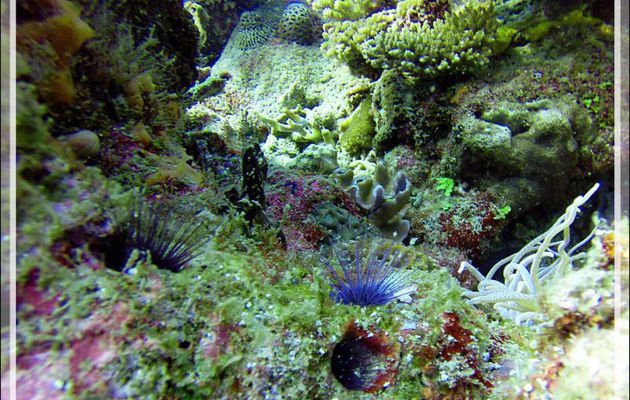 Un petit jardin corallien et ses oursins dont un bleu (jamais observé de moi) - Nosy Mitsio - Madagascar