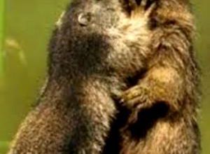 les marmottes