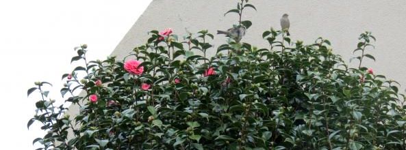Des fleurs et des oiseaux