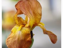 Iris Orangée