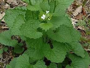 Alliaire officinale