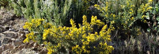 Ulex parviflorus  -  ajonc de Provence