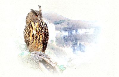 Le hibou grand-duc en phodessins
