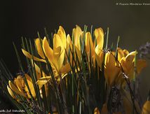 Crocus au soleil...