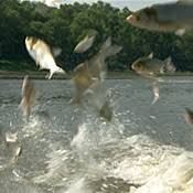 Etats-Unis : les carpes sauteuses menacent le Mississipi (sauce LCI)