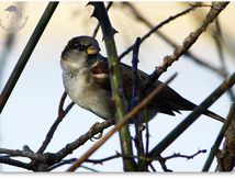 Moineau domestique mâle - Passer domesticus