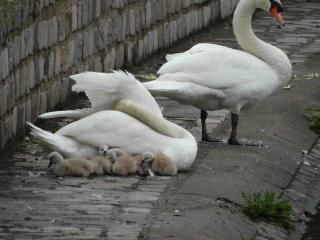 Des petits cygneaux.