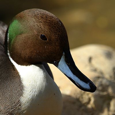 Canard Pilet ♂ en nuptial
