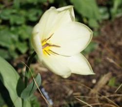 Jaune printemps