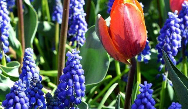 Les Bulbes qui Fleuriront le Printemps ....