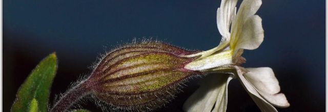 Compagnon Blanc (1) - Silene latifolia