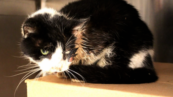 Miracle d'un chat mort qui revient à la vie