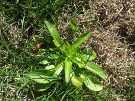 Salade sauvage 1
