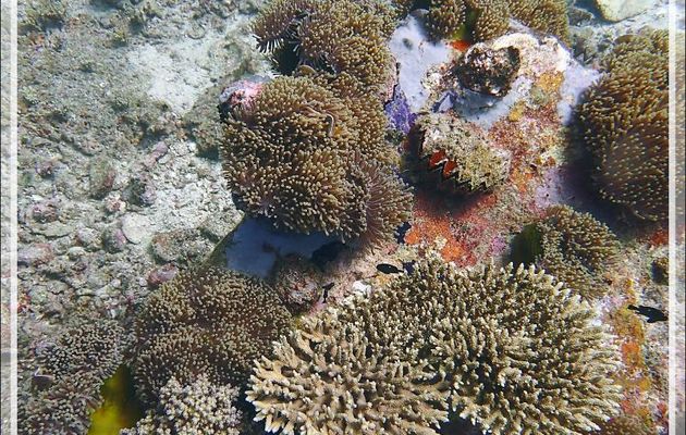  Anémones magnifiques, Poisson-clown à bande dorsale, Huître zig-zag - Les Tétons - Nosy Tsarabanjina - Archipel des Mitsio - Madagascar